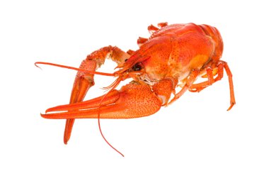 Beyaz arka planda kaynamış kerevit.