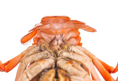 Beyaz arka planda kaynamış kerevit.