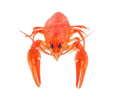 Beyaz arka planda kaynamış kerevit.