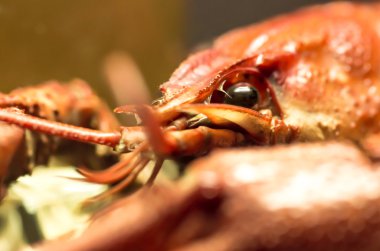 kerevit karanlık bir arka plan üzerinde