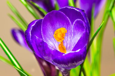 Çiçekler çiğdemler güzel