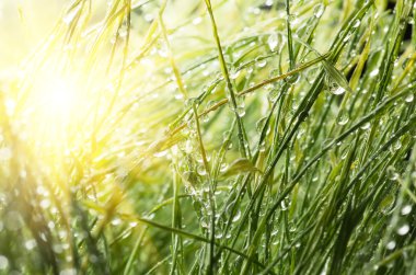 Yeşil çimlerin üzerindeki çiy tanesi