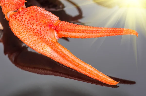 Cangrejos de río sobre un fondo oscuro — Foto de Stock