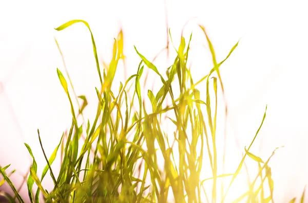 Green grass background — Stock Photo, Image