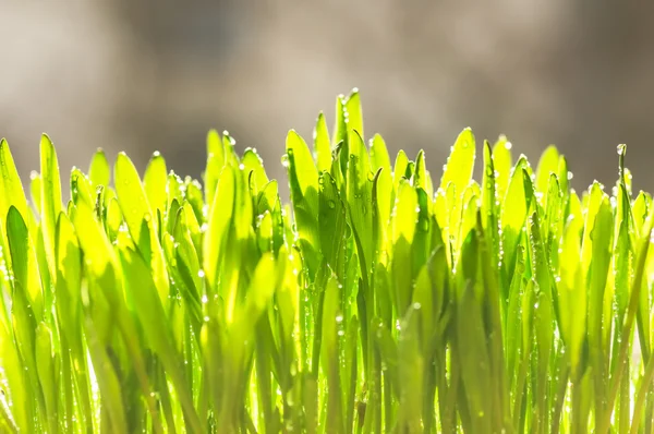 Brotes verdes jóvenes de trigo — Foto de Stock