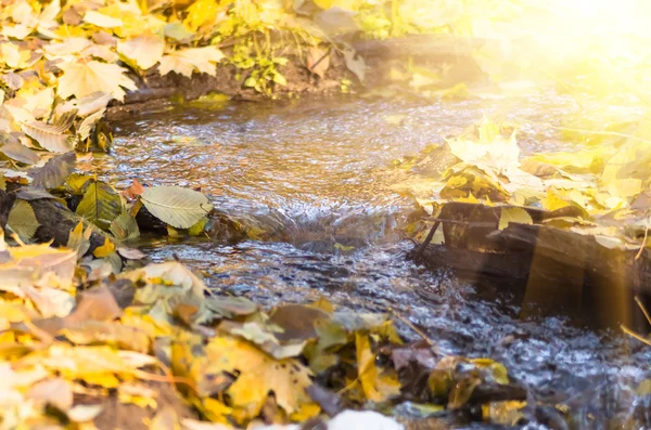 Stream en skog hösten — Stockfoto