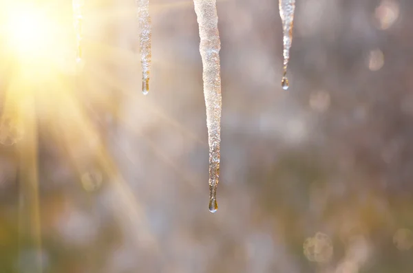 Icicles em um fundo turvo — Fotografia de Stock