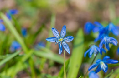 Mavi çiçek kardelen