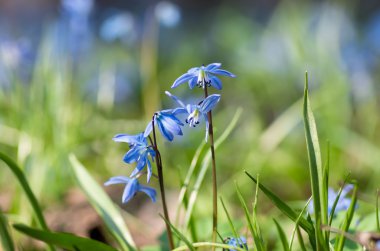 Mavi çiçek kardelen
