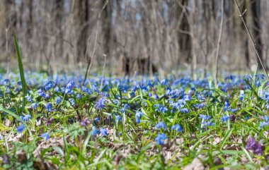 Mavi çiçek kardelen