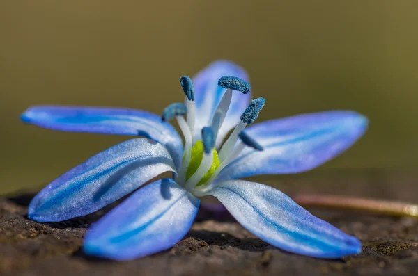 Modrý květ Sněženka — Stock fotografie