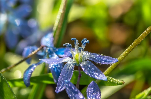 Dauw op de blauwe sneeuwklokjes — Stockfoto