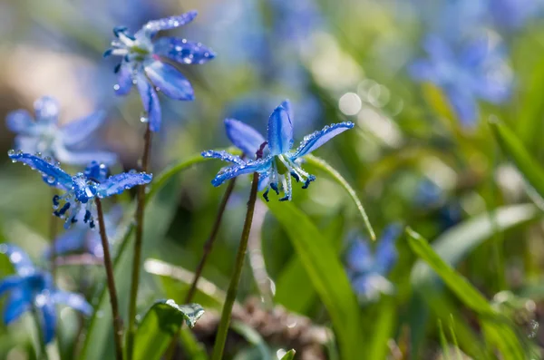 Salju bunga biru — Stok Foto