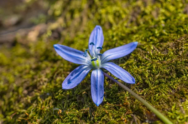 Modrý květ Sněženka — Stock fotografie