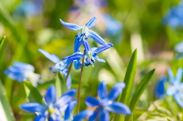 Salju bunga biru — Stok Foto