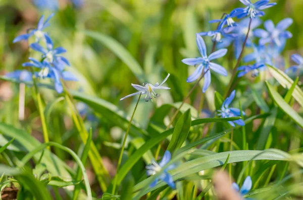 Modrý květ Sněženka — Stock fotografie
