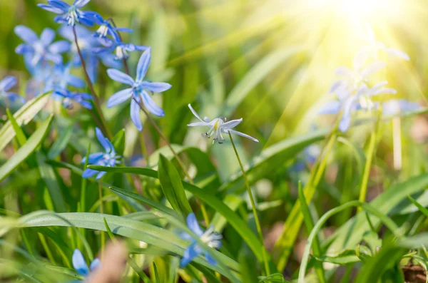 Blume Schneeglöckchen — Stockfoto