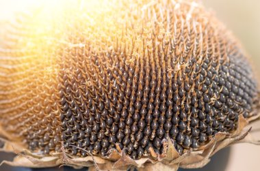 siyah ayçiçeği tohumu 