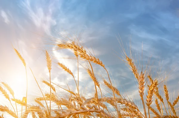 Uši pšenice proti modré obloze — Stock fotografie