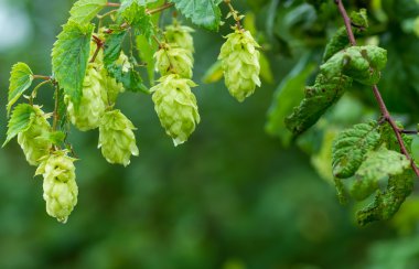 Yeşil hop koniler