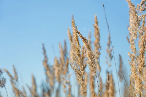 Hierba amarilla seca — Foto de Stock