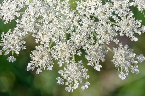 Flowering achillea millefolium — Stock Photo, Image