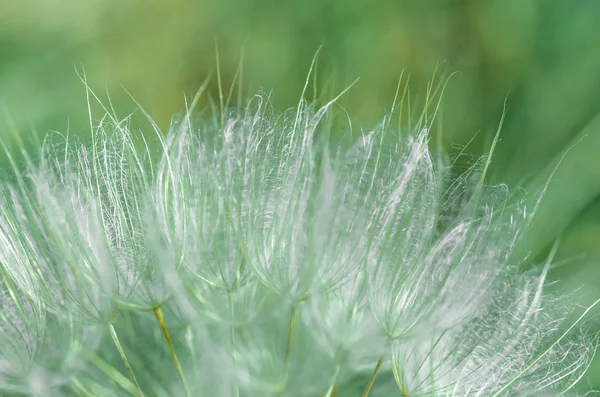 美丽的蒲公英附近 — 图库照片