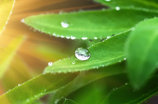 Drops of dew on leaves — Stock Photo, Image