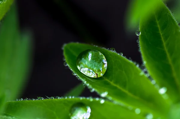Gotas de rocío en las hojas — Foto de Stock