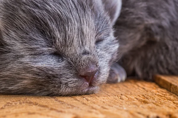 Gatito ciego gris — Foto de Stock