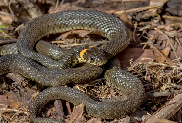 Erba serpente vicino — Foto Stock