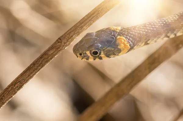 Травяная змея — стоковое фото