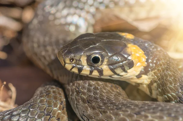 Erba serpente vicino — Foto Stock