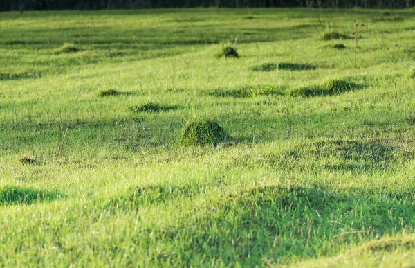 Green Grass Natural Background Texture Artificial Grassgreen — Stock Photo, Image