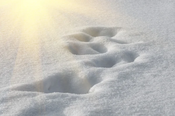 Pegadas na neve — Fotografia de Stock