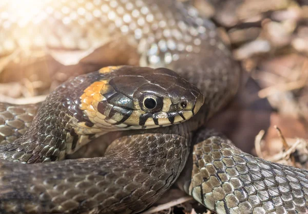 Erba serpente vicino — Foto Stock