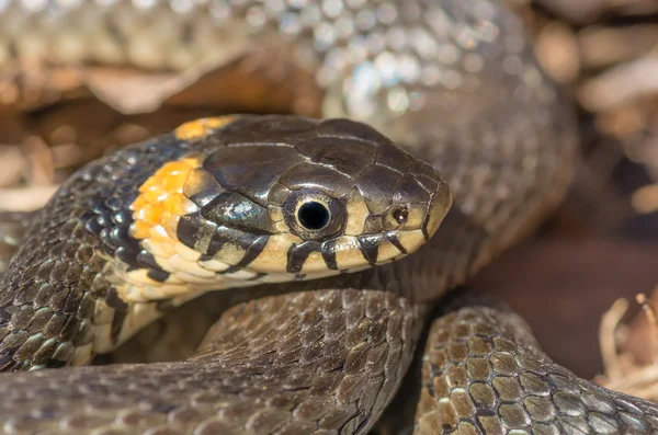 Serpiente de hierba cerca — Foto de Stock