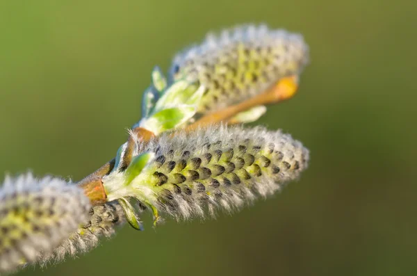 Flowers branch  willow — Stock Photo, Image