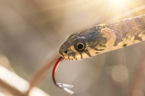 Serpiente de hierba cerca —  Fotos de Stock