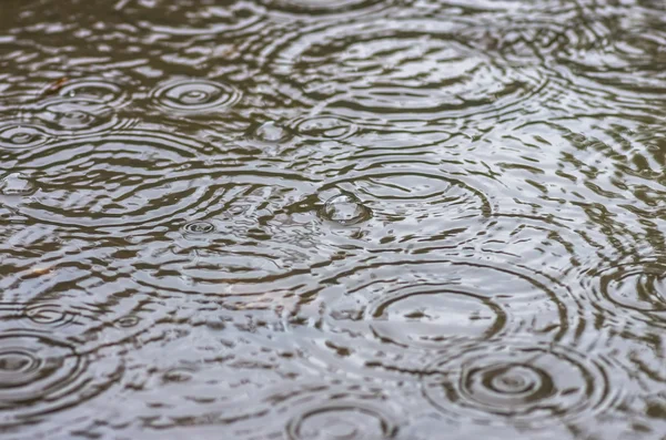 Φυσαλίδες από τη βροχή σε μια λακκούβα — Φωτογραφία Αρχείου