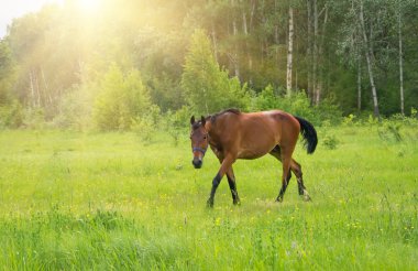Yeşil çayırdaki at