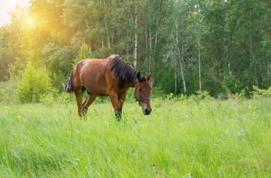 Yeşil çayırdaki at