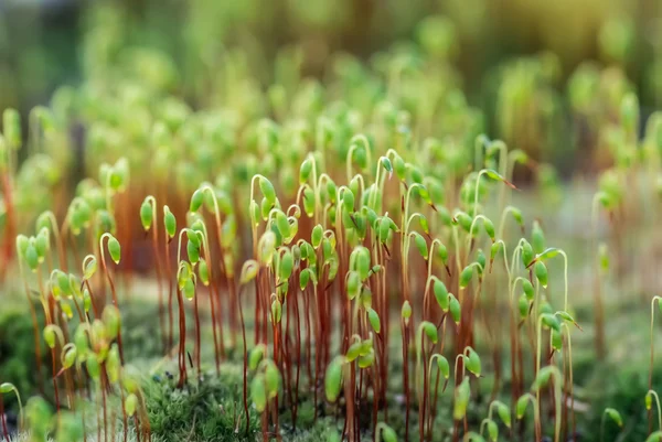 Зелені пагони мохів — стокове фото