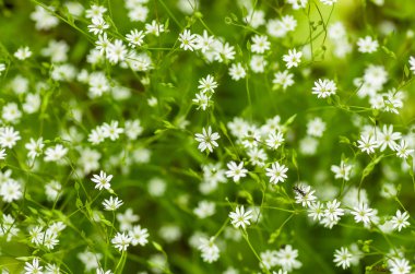 küçük beyaz çiçekler