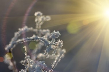 kar ve Frost'un üzerinde bir kuru ot