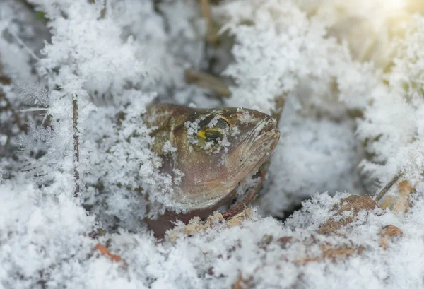 Fiskar abborre på vintern — Stockfoto