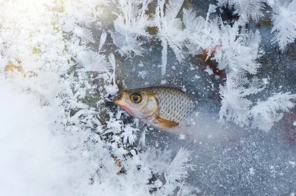 Рыбный таракан зимой — стоковое фото