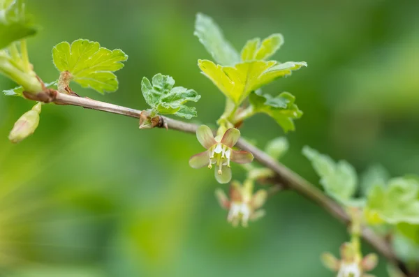 Flores de grosella en una rama — Foto de Stock