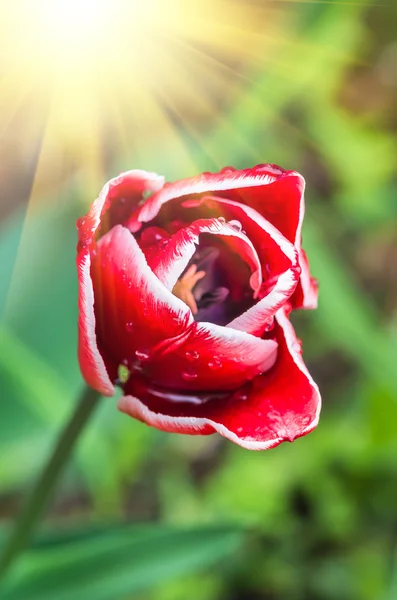 Červený Tulipán pozadí — Stock fotografie