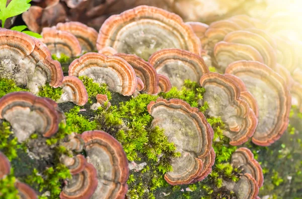 Funghi non digeribili nel bosco — Foto Stock